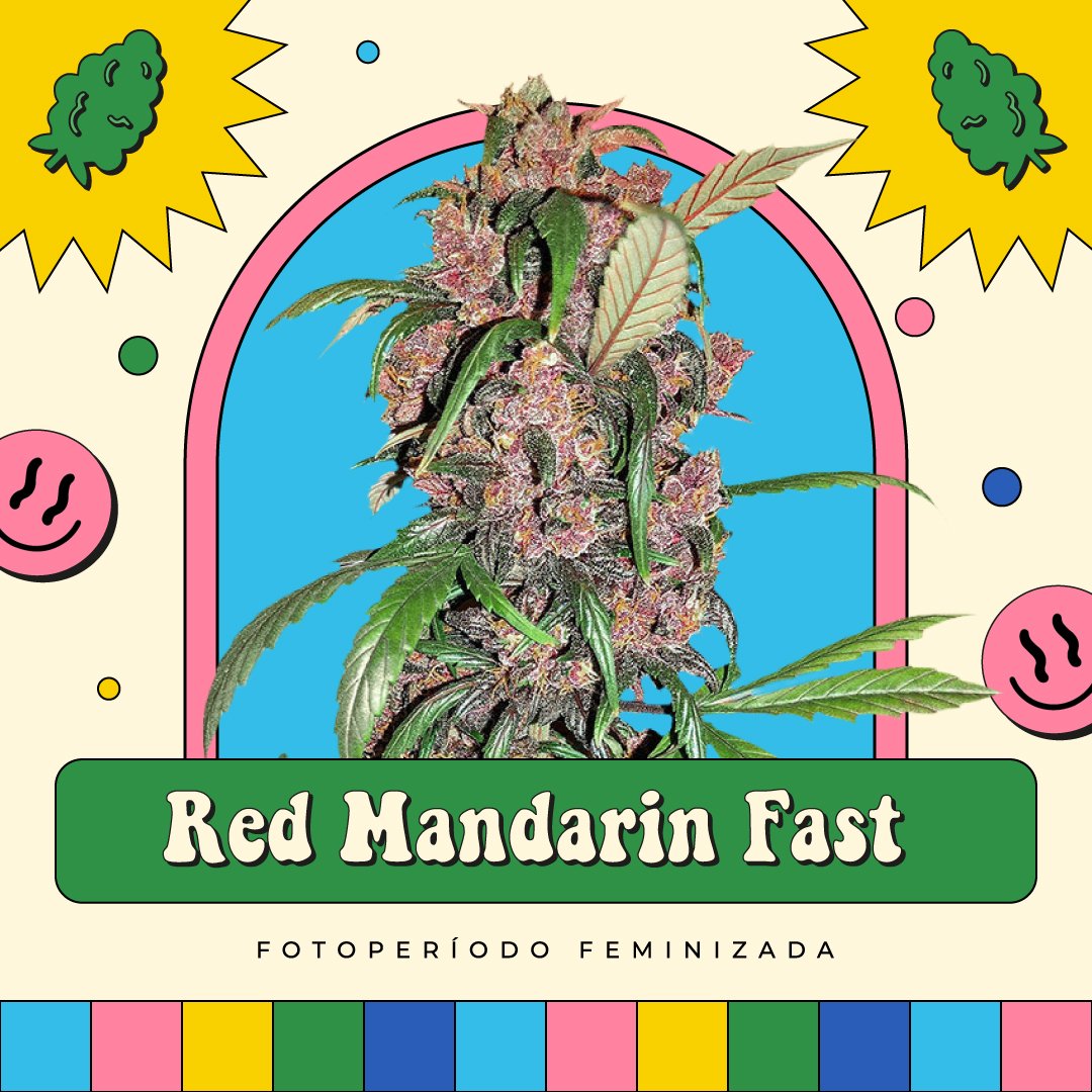 Red Mandarin Fast - Fotoperíodo