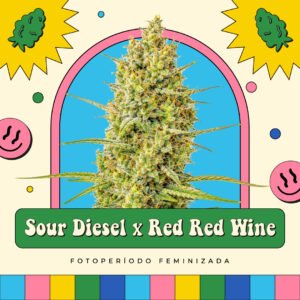 Sour Diesel x Red Red Wine - Fotoperíodo