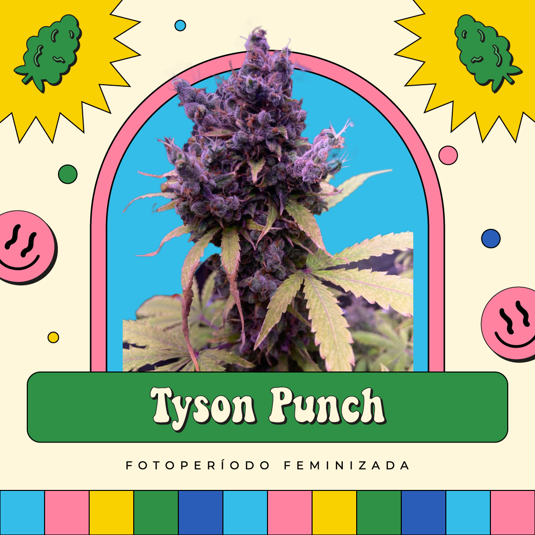 Tyson Punch – Fotoperíodo