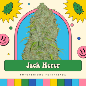 Jack Herer - Fotoperíodo