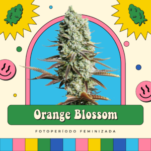 Orange Blossom - Fotoperíodo