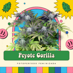 Peyote Gorilla - Fotoperíodo