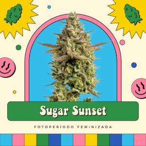 Sugar Sunset - Fotoperíodo